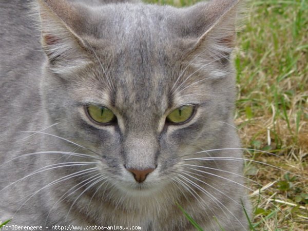 Photo de Chat domestique