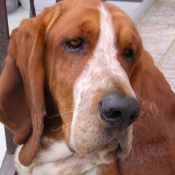 Photo de Basset hound