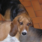 Photo de Basset hound