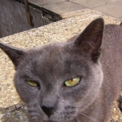 Photo de Chartreux