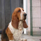 Photo de Basset hound