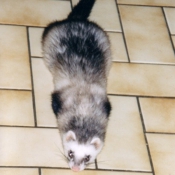 Photo de Furet