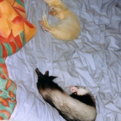 Photo de Furet