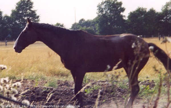 Photo de Trotteur franais