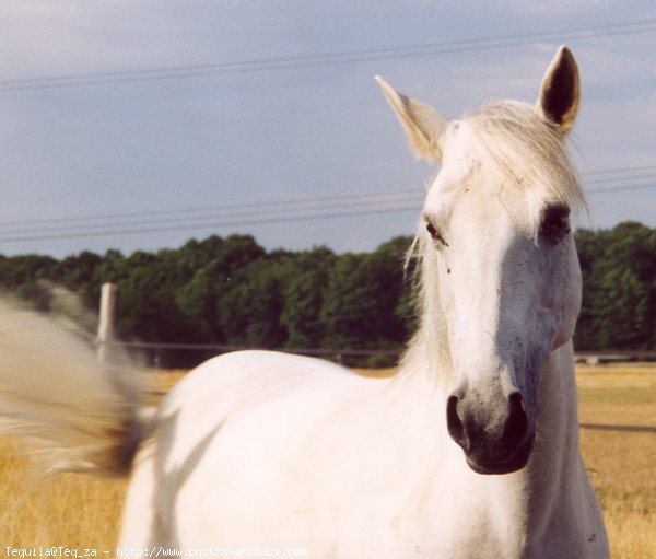 Photo de Camargue