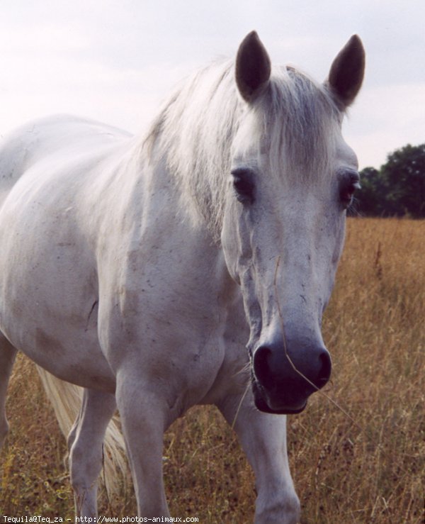 Photo de Camargue