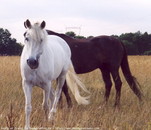 Photo de Races diffrentes