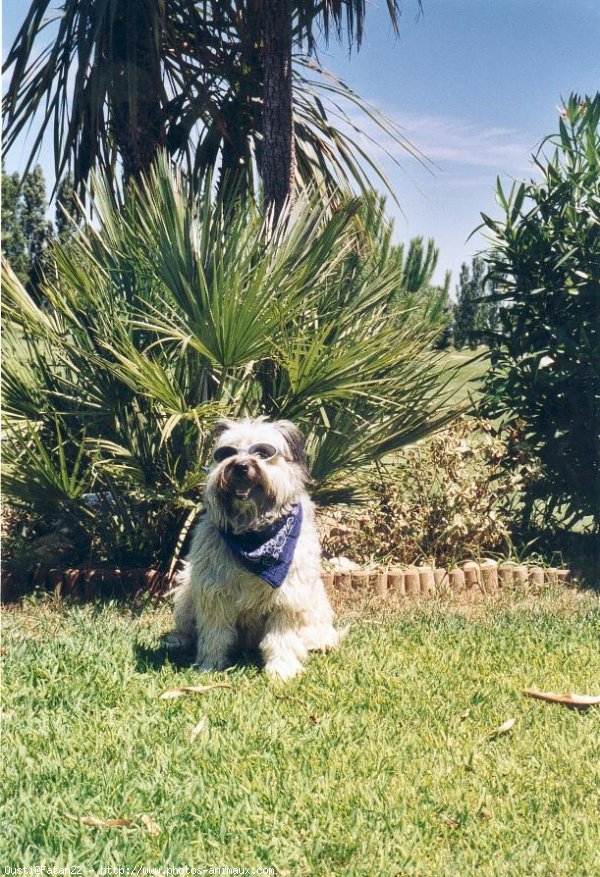 Photo de Chien de berger des pyrenes  poil long