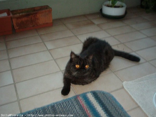 Photo d'Exotic shorthair