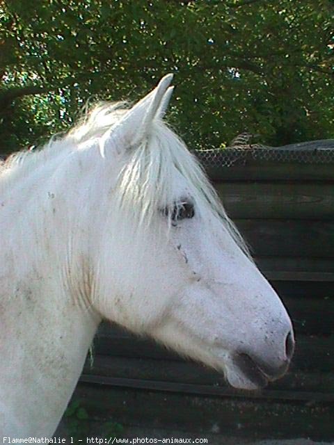 Photo de Camargue