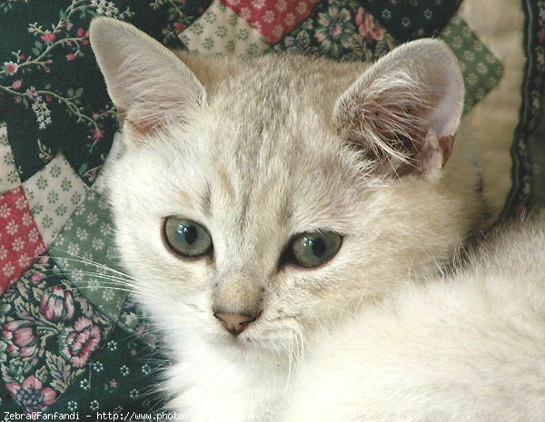 Photo de British shorthair