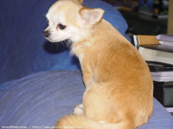 Photo de Chihuahua  poil court