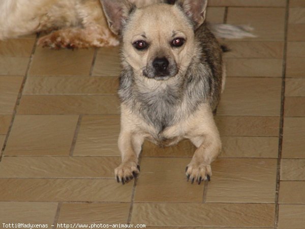 Photo de Chihuahua  poil court