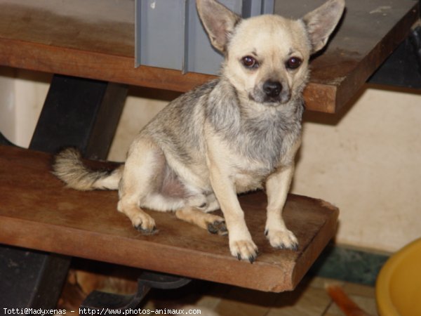 Photo de Chihuahua  poil court