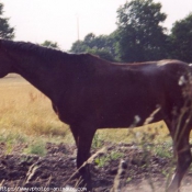 Photo de Trotteur franais