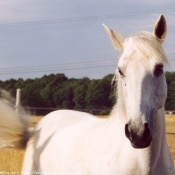 Photo de Camargue