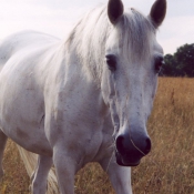 Photo de Camargue