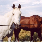 Photo de Races diffrentes