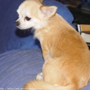 Photo de Chihuahua  poil court