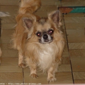 Photo de Chihuahua  poil court