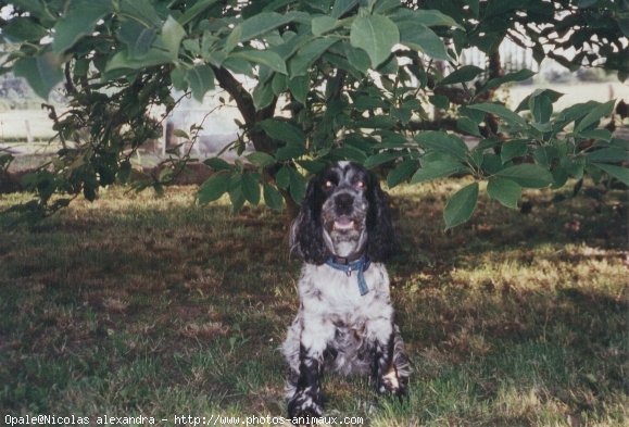 Photo de Cocker anglais