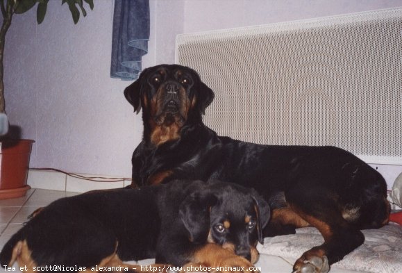 Photo de Rottweiler