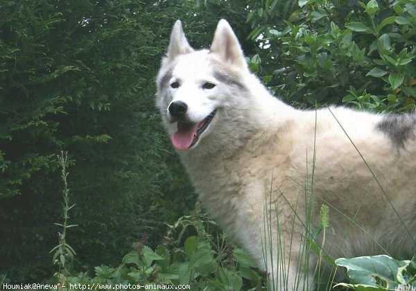 Photo de Husky siberien