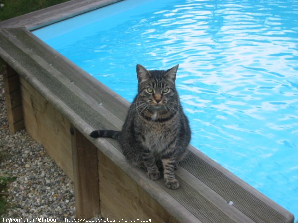 Photo de Chat domestique