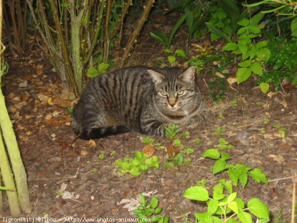 Photo de Chat domestique