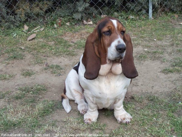 Photo de Basset hound