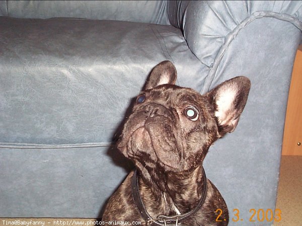 Photo de Bouledogue franais