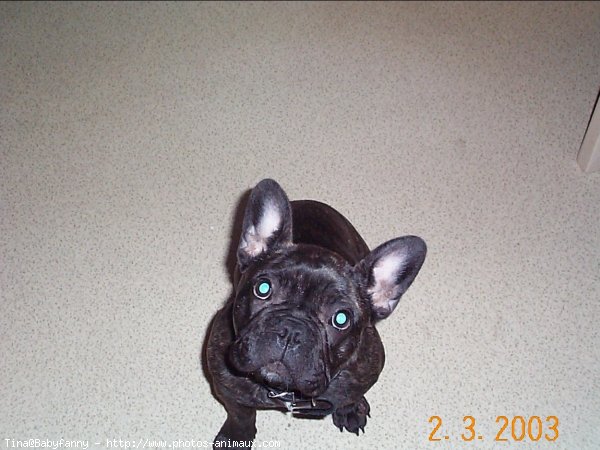 Photo de Bouledogue franais