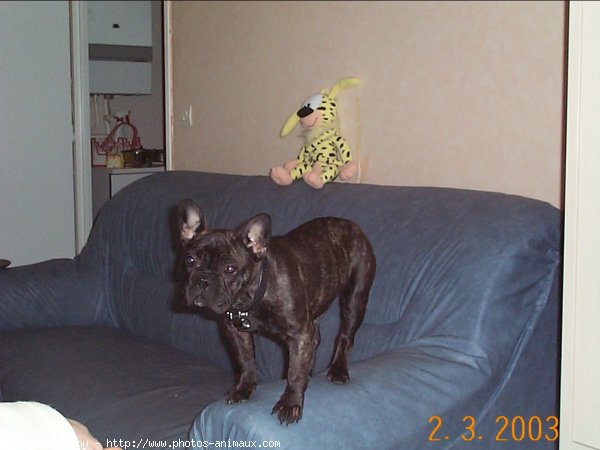 Photo de Bouledogue franais