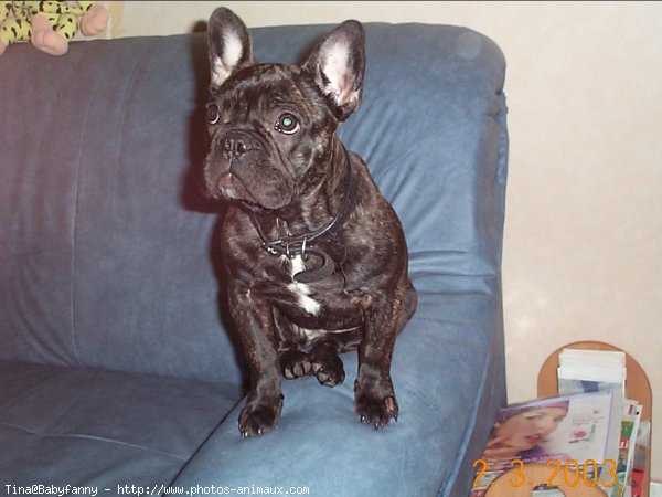 Photo de Bouledogue franais