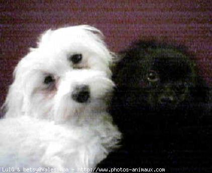 Photo de Bichon maltais