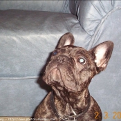 Photo de Bouledogue franais