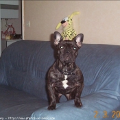 Photo de Bouledogue franais