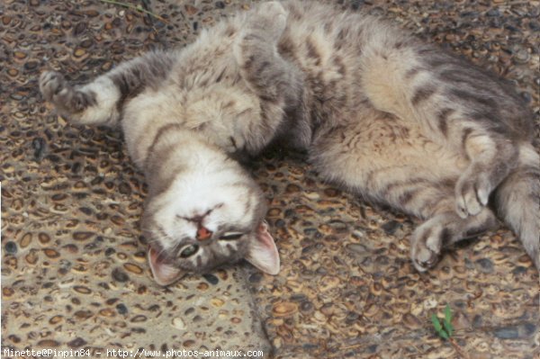 Photo de Chat domestique