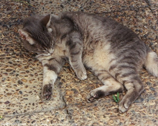 Photo de Chat domestique