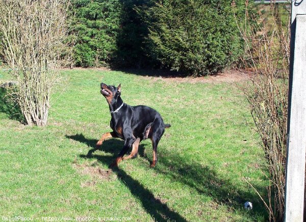 Photo de Dobermann