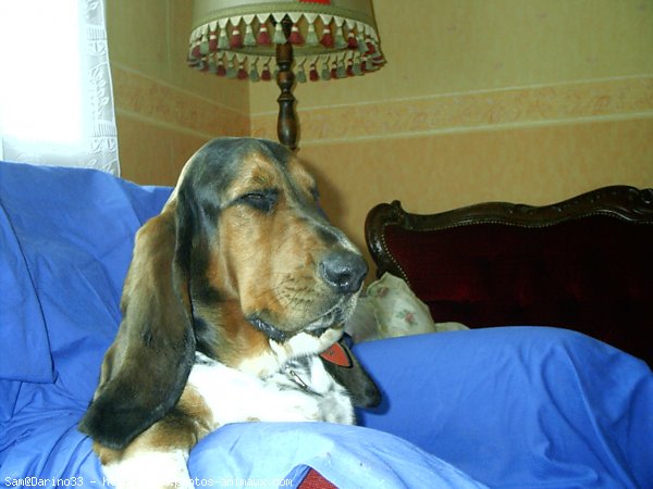 Photo de Basset hound