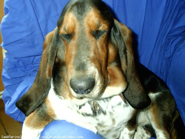 Photo de Basset hound