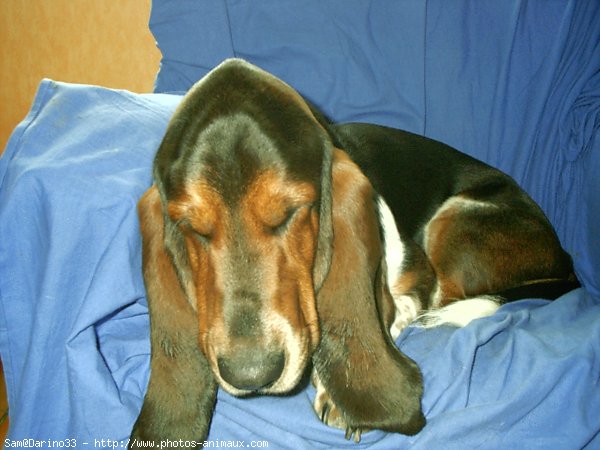 Photo de Basset hound