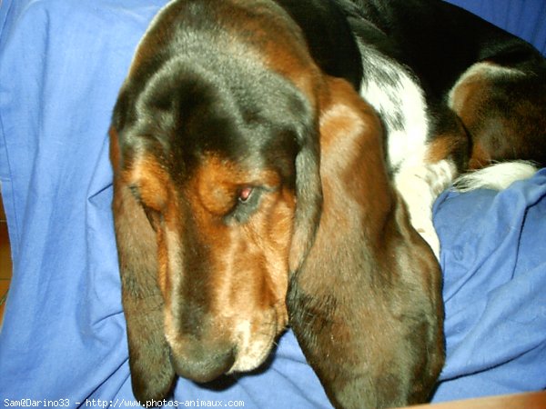 Photo de Basset hound