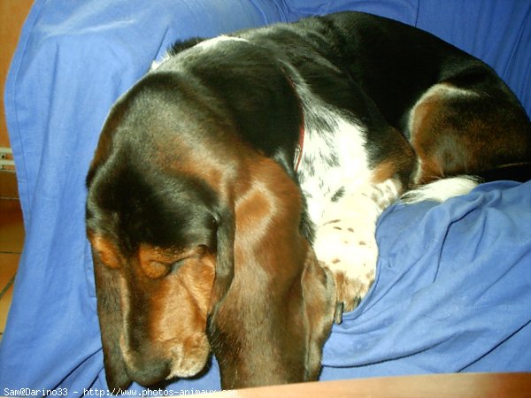 Photo de Basset hound