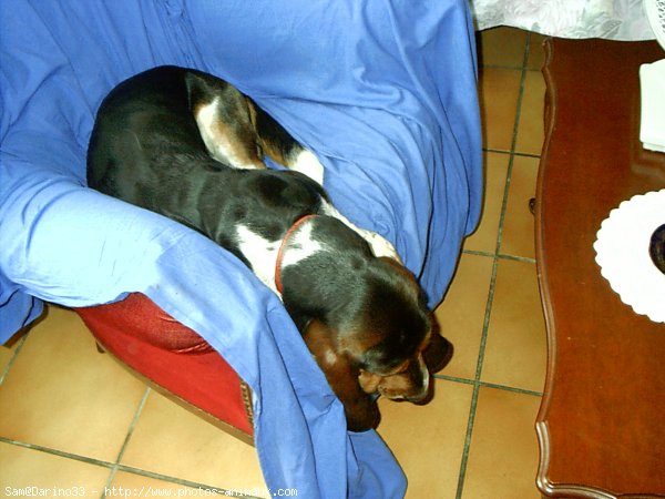 Photo de Basset hound