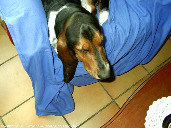 Photo de Basset hound