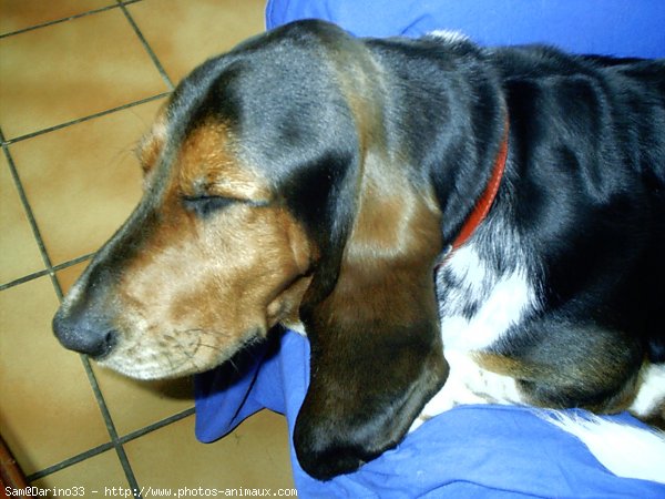 Photo de Basset hound