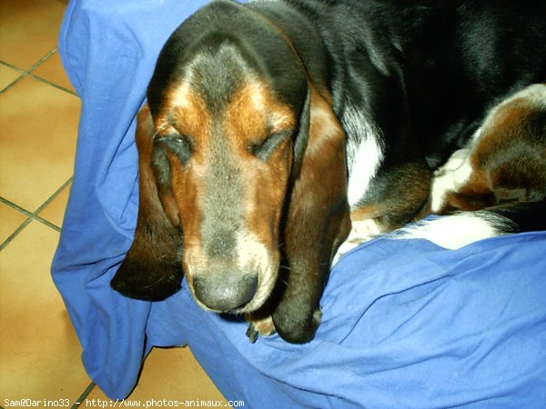 Photo de Basset hound