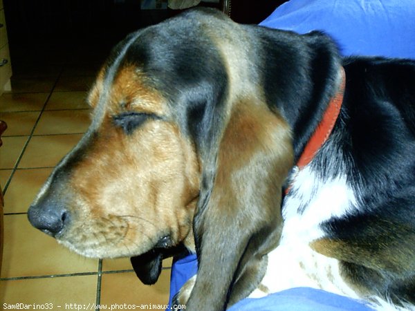 Photo de Basset hound